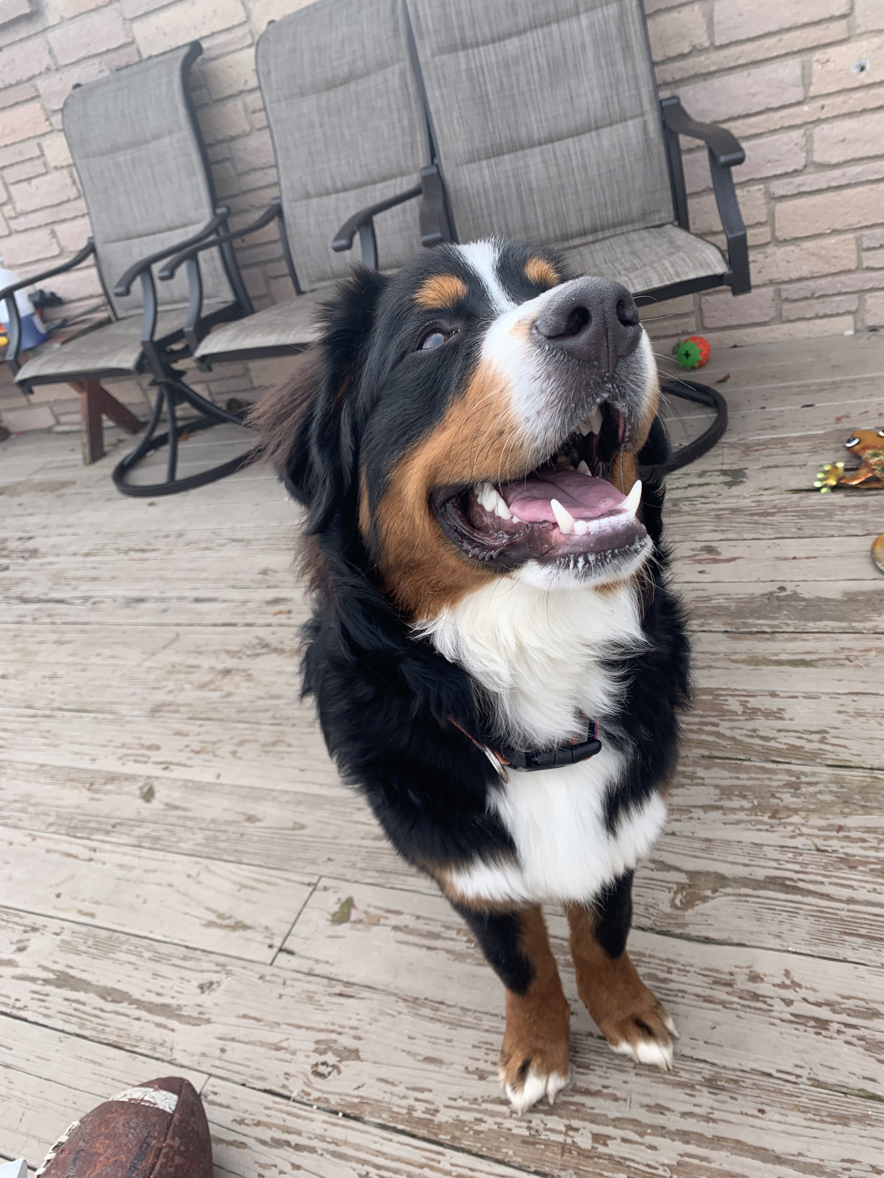 “Barnabee vs. The Squirrel ”