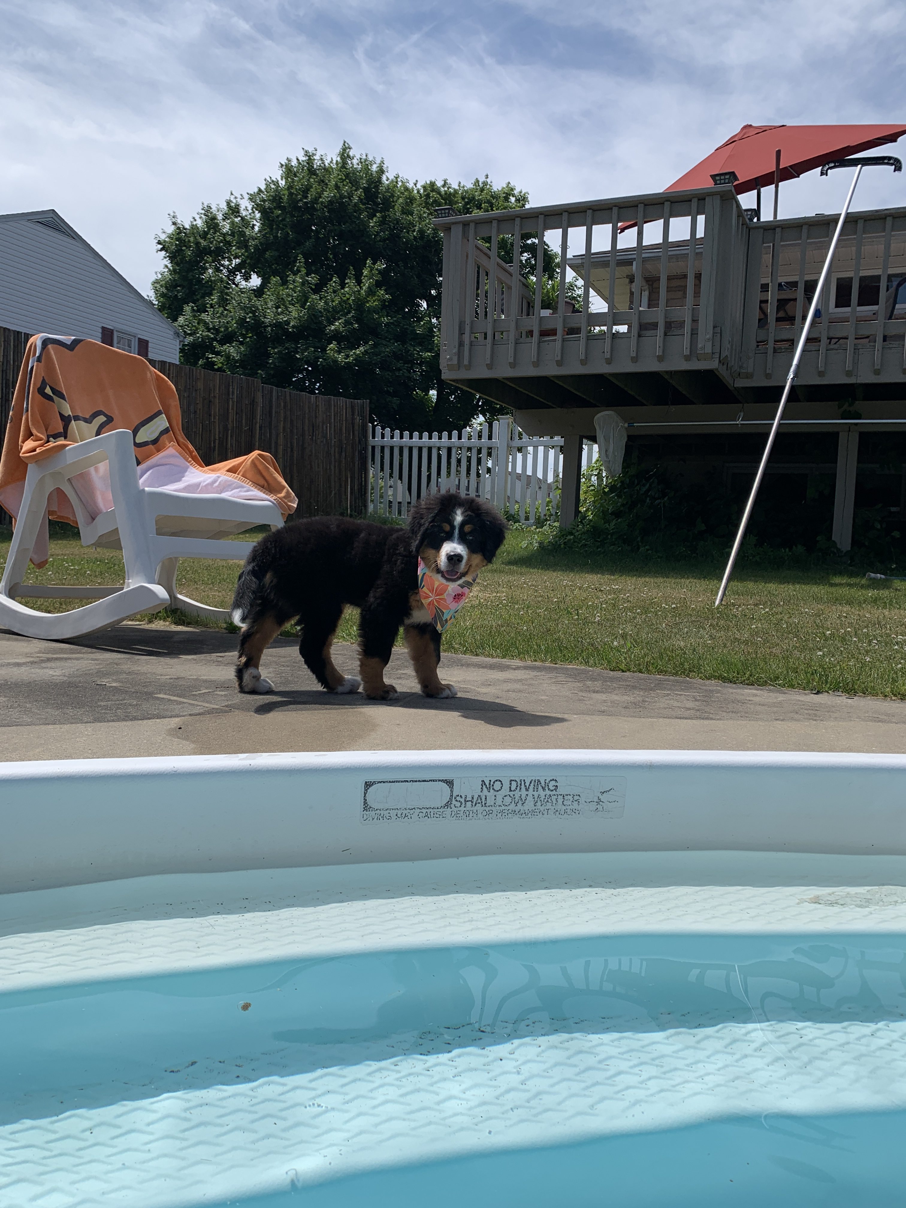 “Barnabee and the Rainbow Chase” 🌈🐾